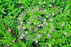 Colorful small flowers purple Elfin Herb or False Heather blooming in garden top view