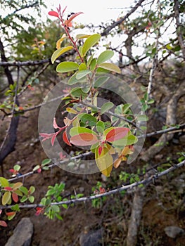 Colorful small leaves attach with branches