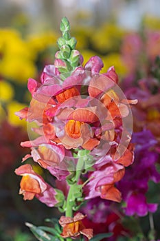 Colorful snapdragon flower