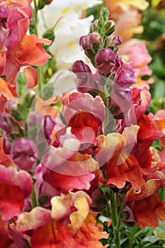 Colorful snapdragons blooming in the garden photo