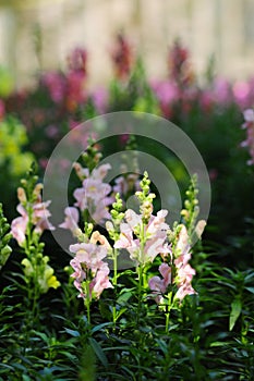 Colorful Snapdragons in autumn