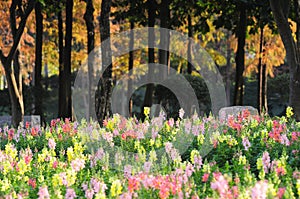 Colorful Snapdragons in autumn photo