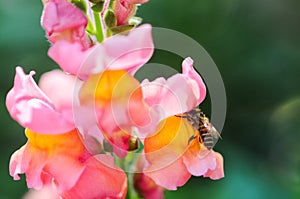 Colorful Snapdragons and bees in autumn photo