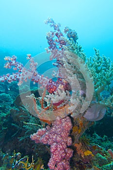 Colorful Soft Coral off Padre Burgos, Leyte, Philippines