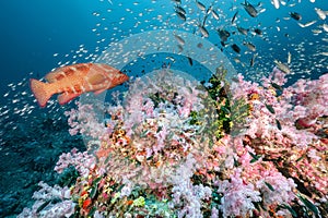 Colorful soft coral reef and marine life in Thailand