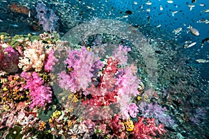 Colorful soft coral reef and marine life in Thailand