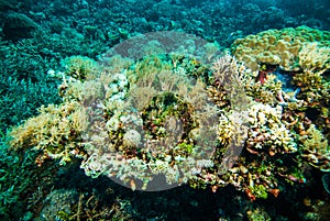 Colorful soft coral scuba diving diver kapoposang indonesia underwater