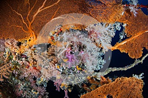 Colorful Soft Corals and Sea Fan in Palau