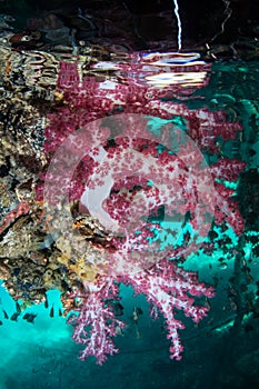 Colorful Soft Corals Under Floating Dock in Indonesia