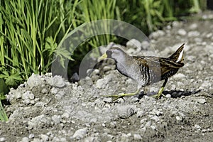 Colorful Sora bird runs across the road along a marsh photo