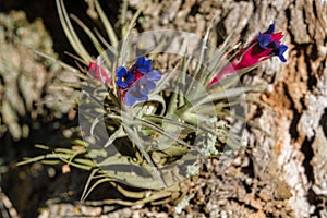 Colorful South American air carnation Tillandsia Aeranthos hanging from the bark of tree in a Pampa forest of Argentina.