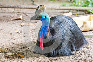 Colorful southern cassowary