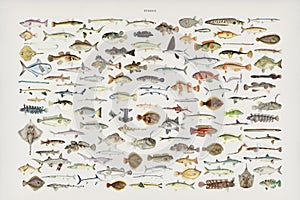 Colorful Southern Pacific fishes found in the works of F.E. Clarke photo