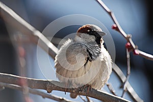 A colorful sparrow on a branch in the sunshine.