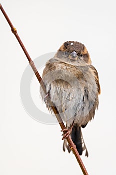 Colorful Sparrow on a Branch in Winter