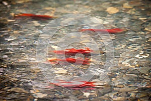 Colorful spawning Sockeye Salmon swimming in a river