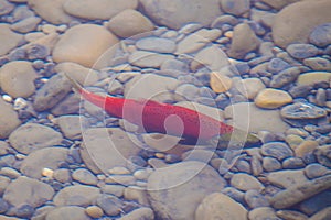 Colorful spawning Sockeye Salmon swimming in a river