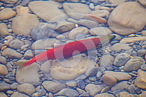 Colorful spawning Sockeye Salmon swimming in a river