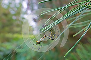 Colorful spider