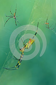 Colorful spider