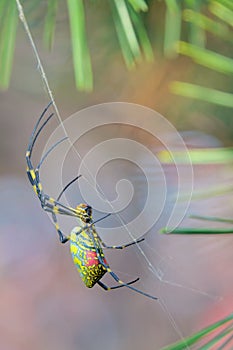 Colorful spider