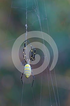 Colorful spider