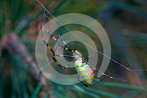 Colorful spider