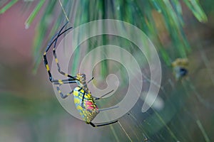 Colorful spider