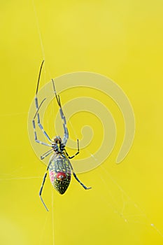 Colorful spider