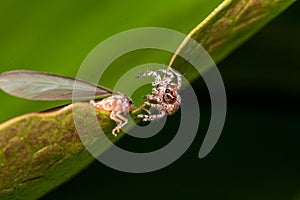 Colorful spider in the background