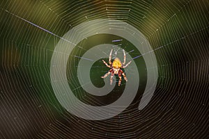 A colorful spider in the middle of its web