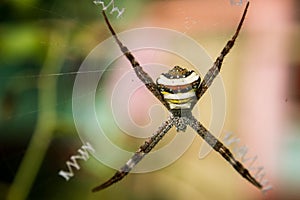 A colorful spider in a spider web making some unique design in the web