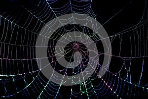 Colorful Spider Web