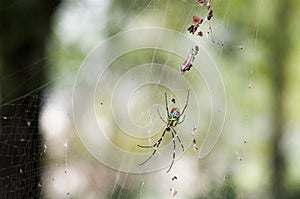 Colorful spider