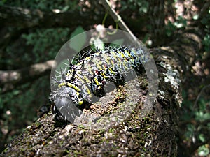 Colorful spiky caterpillar on tree trunk in Swaziland