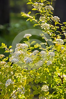 colorful Spiraea salicifolia L. flowers