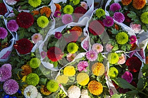 colorful Spiraea salicifolia L. flowers