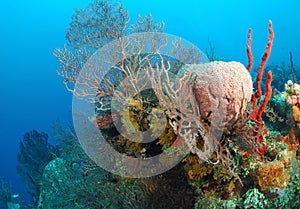 Colorful sponges on coral reef