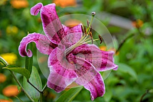 Colorful spotted dark pink big trumpet lily flowers with raindrops after rain in the summer garden