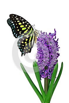 Colorful spotted tropical butterfly on purple lilac flowers in water drops isolated on white. Graphium agamemnon butterfly.