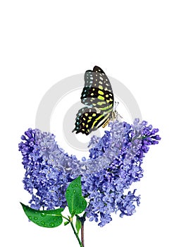 Colorful spotted tropical butterfly on purple lilac flowers in water drops isolated on white. Graphium agamemnon butterfly.