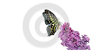 Colorful spotted tropical butterfly on purple lilac flowers in water drops isolated on white. Graphium agamemnon butterfly.