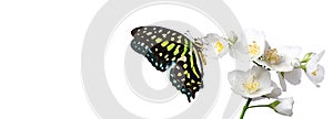 Colorful spotted tropical butterfly on purple lilac flowers in water drops isolated on white. Graphium agamemnon butterfly.