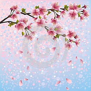 Colorful spring background with sakura blossom - J