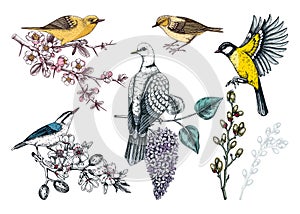Colorful spring birds illustrations set. Dove, yellow warblers, great tit, nuthatch on blooming branches in sketched style. Hand photo