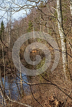 colorful spring bushes in latvian countryside