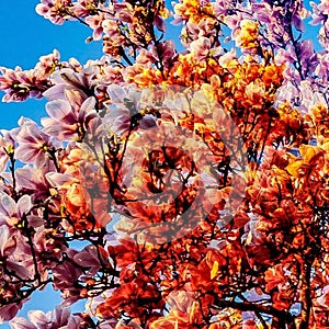 Colorful Spring Cherry Blossom Buddha Blossom ðŸ’® Â° Â° Â° Â° Â° Â° Â°