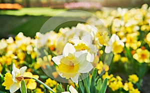 Colorful spring daffodil narcissus flowers blossoming