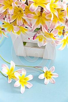 Colorful spring flower bouquet, in white wooden container .