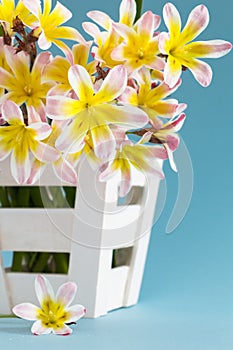 Colorful spring flower bouquet, in white wooden container .